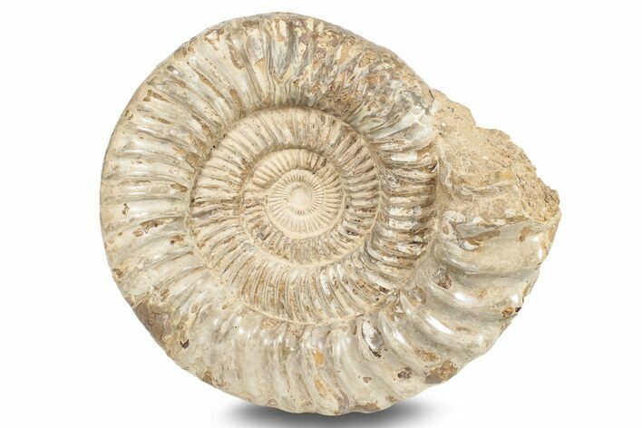 Jurassic Ammonite (Kranosphinctes?) Fossil - Madagascar #253206